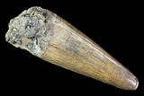 Fossil Crocodilian (Goniopholid) Tooth - Texas #88755-1